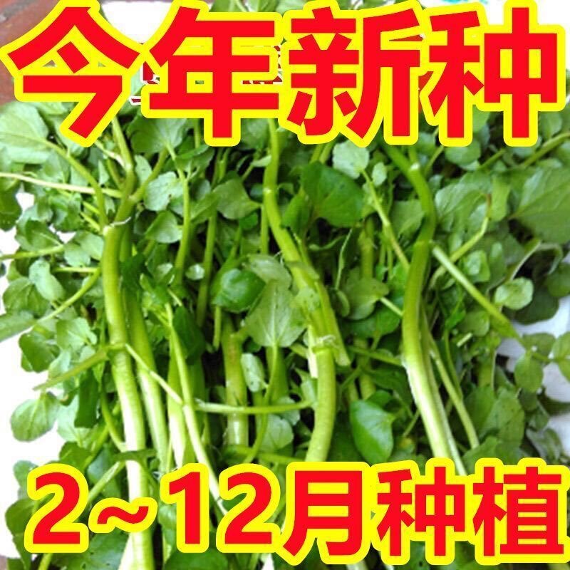 Watercress Seeds, Four-Season Vegetable Seeds, Water Mustard Vegetable Seeds, Potted Vegetable Seeds, Small Green Vegetable Seeds
