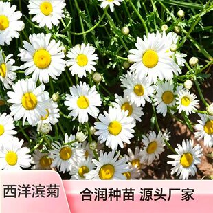����I�շN�� �������󻨼��מI���ͺ��׻� ͥԺ���Ի������^����
