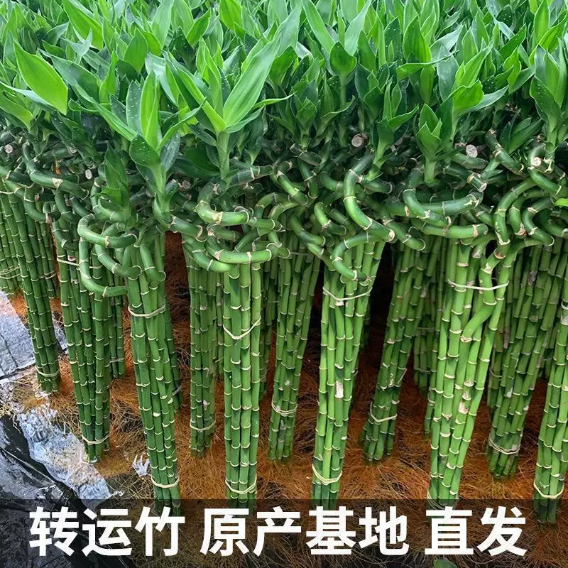 带根水培转运竹富贵竹植物水养弯竹开运竹子盆载客厅室内好养绿植