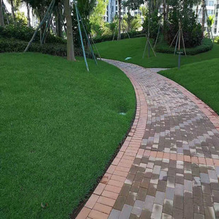 Bermuda Grass Seeds for Lawns, Dwarf Four-Season Green Paradise Grass Seeds, Drought-Tolerant and Trample-Resistant Grass Seeds