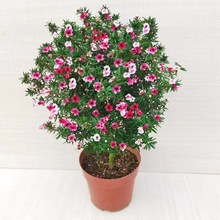 �ɼt÷��������ɫ÷����ѩ��÷�҃Ȼ�������һ���ɫ�̨�ļ����x