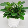 Douban Green Basin Planting Mes. Plant Hydroponic Flower Plant Room Living Room Desktop Green Plant Blue Jade Four Seasons Green Free Shipping