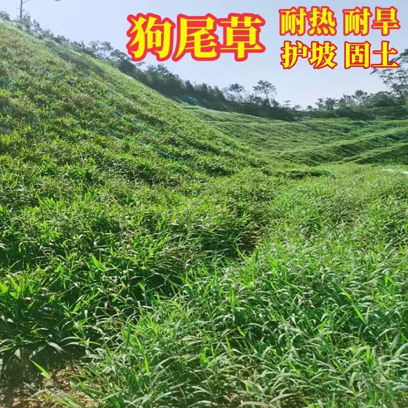 耐旱狗尾草籽护固土黑麦草野草种子杂草种籽荒山绿化护坡护坡草