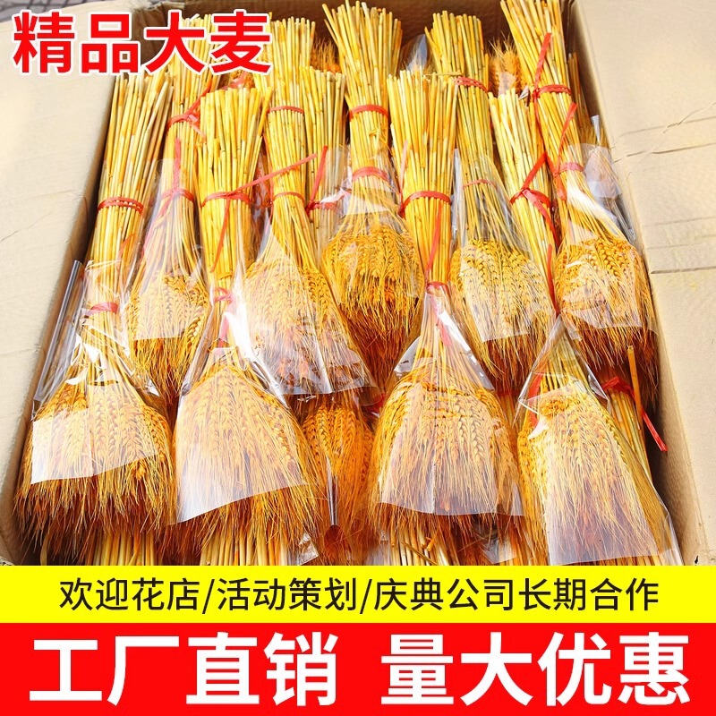 Natural Golden Wheat Ear Boutique Barley Dried Flower Bouquet Opening Flower Basket Flower Shop Pastoral Decoration Ornaments Shooting Props