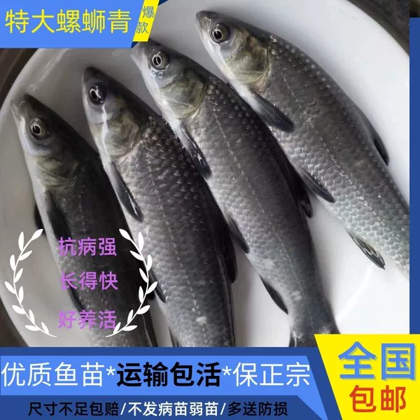 30 selected 2-4cm snail herring fry will be given 10% off new fry * delivered to your home * loss prevention included