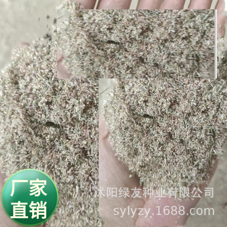批发红柳种子 多枝柽柳 沙漠耐盐碱灌木生态矿山复绿沙漠种草