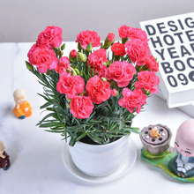 康乃馨盆栽带花苞室内阳台开花庭院鲜花绿植石竹花大花苗净化空气