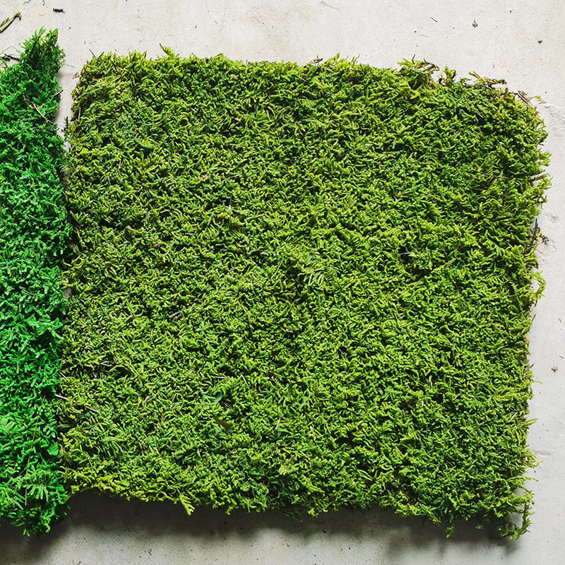 Musgo eterno planta pared cola curvada bloque de musgo vegetación musgo flor seca césped piel pluma grande musgo gris grande flor eterna musgo