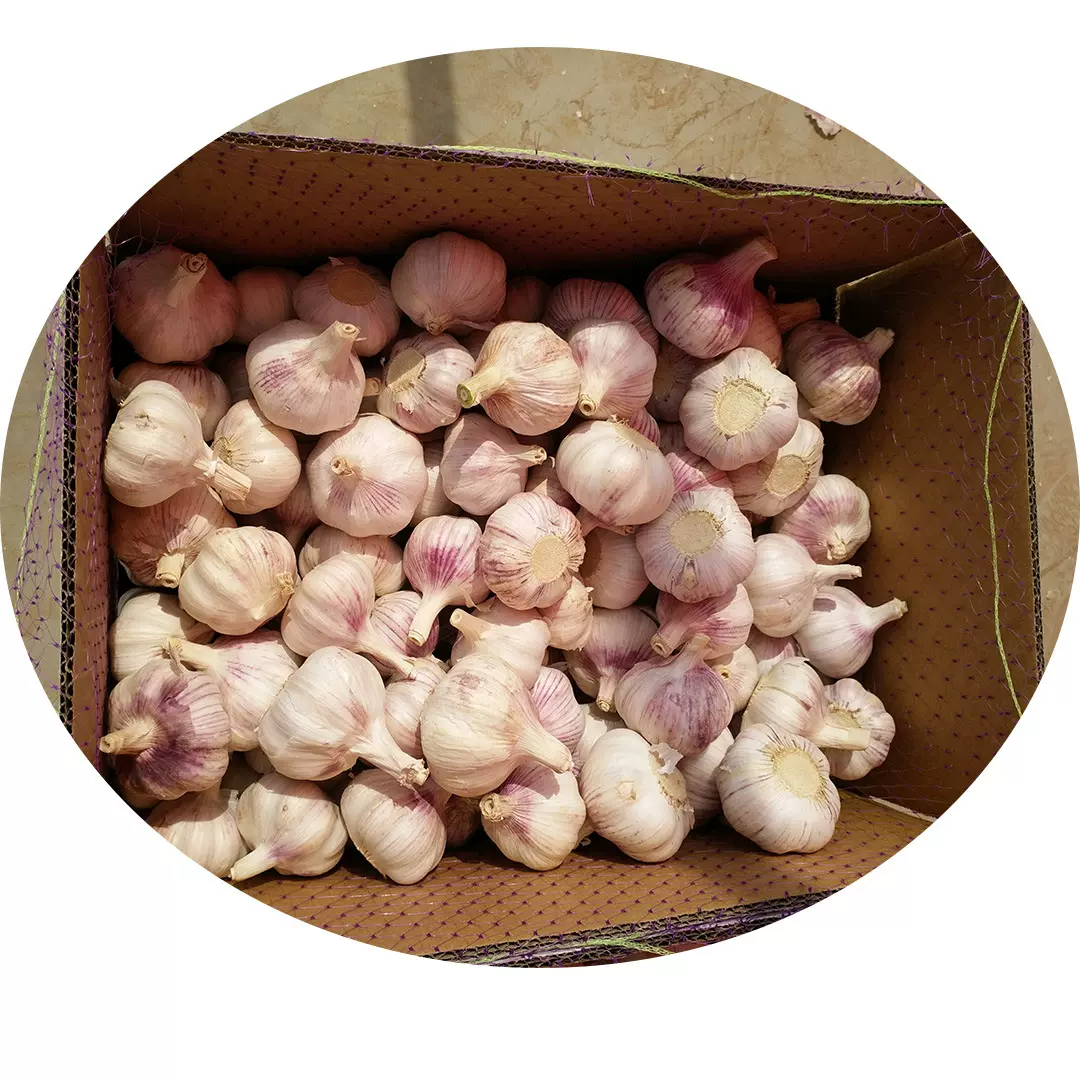 【出口新季】山东金乡普白蒜红皮紫皮蒜尺寸定制保鲜大蒜