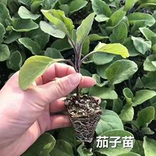 �ļ���������ϼt�L�шA���߲������������玧���ѹ������̨����