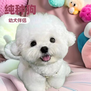 ���ܲ豭Ȯ�nϵ��ɫ��ȮС�w�׹����w���ﹷ�� ���N������ȮС�w