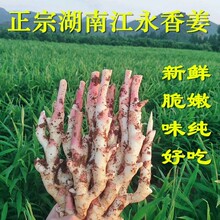 ���Ͻ����㽪���r�۽��ӽ��н��tѿ����ָ��ָ��������F�ڬF�l