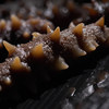 Dalian Semi dried sea cucumber 500g Dry Specials Haisheng Sea cucumber