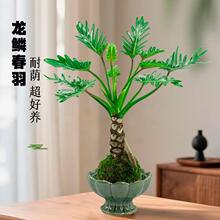 龙鳞春羽盆栽老桩办公室内外耐阴水培植物净化空气桌面绿植