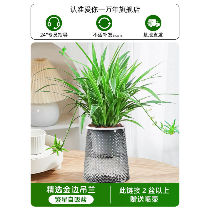 골든 엣지 크리퍼(별이 빛나는 냄비) + 영양액(2개 구매 시 물뿌리개 무료)