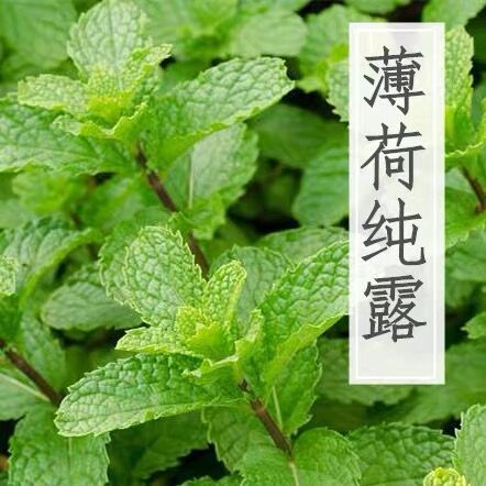 椒样薄荷纯露 新疆伊犁厂家直销整桶批发25kg/桶无香精无稀释出口