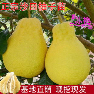 �V���ݿhɳ�����Ә������ڼt�����ּ޽����Թ�������ļ��ͺ�����