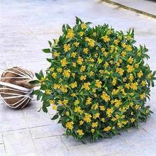 桂花树苗四季桂盆栽可食用开花不断室内阳台庭院浓香型花卉大植物