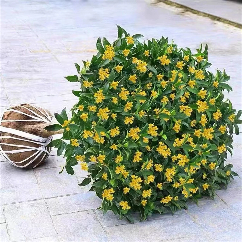 Рассада османтуса Четыре сезона Османтус в горшке Съедобное цветение Непрерывное внутреннее балкон Двор Лучжоу-ароматные цветы Большие растения