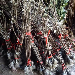 �ؑc��觼t���Ҙ� �����m����� ���]�޽����Ϸ��Nֲ���ҹ���ֱ�N