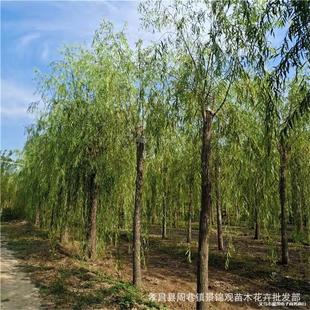 �a��ֱ�N���|��z���� ���� ֱ�����̾G�����ľ��Ƥ����