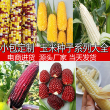 玉米种子大全糯玉米种子水果玉米种子甜玉米种子彩糯甜糯玉米种子