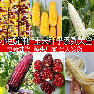 Corn Seeds Encyclopedia, Waxy Corn Seeds, Fruit Corn Seeds, Sweet Corn Seeds, Colorful Waxy Sweet Corn Seeds