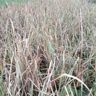 Manufacturer Wholesale Flower and Leaf Fragrant Cattail Seedlings Nursery Supply Perennial Emergent Plants Wetland Park Greening Florals