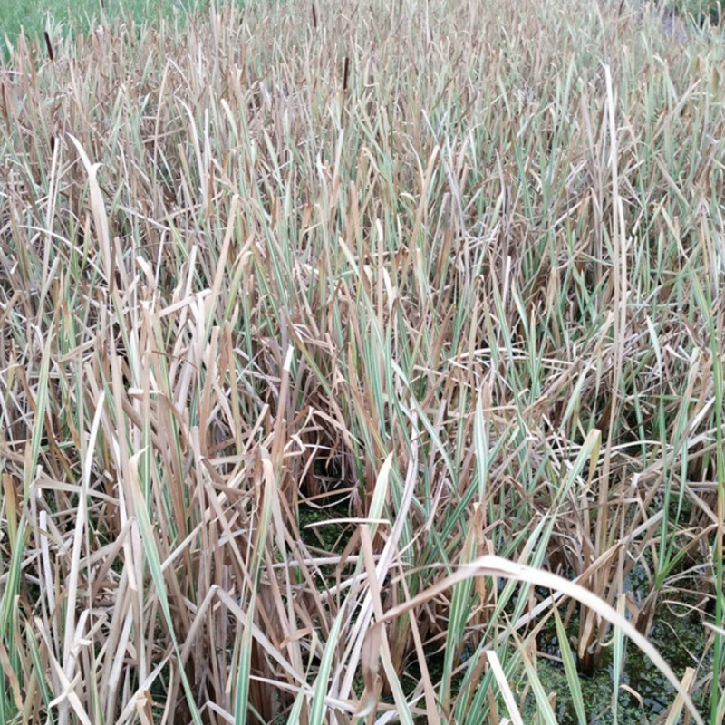 Фабрика оптовой цветок лист рогоза питомник поставки многолетних водных растений водно-пушных угодий озеленение цветы
