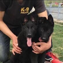 纯种东德牧羊犬活体幼犬黑色东德犬大型工作犬东德牧羊犬活体批发
