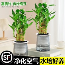 �ɻ������Ը��F��ˮ��ֲ����ؔ�����҃ȾGֲ�k������[������ֲ��