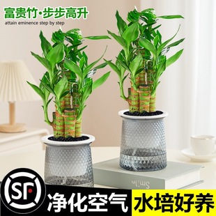 �ɻ������Ը��F��ˮ��ֲ����ؔ�����҃ȾGֲ�k������[������ֲ��