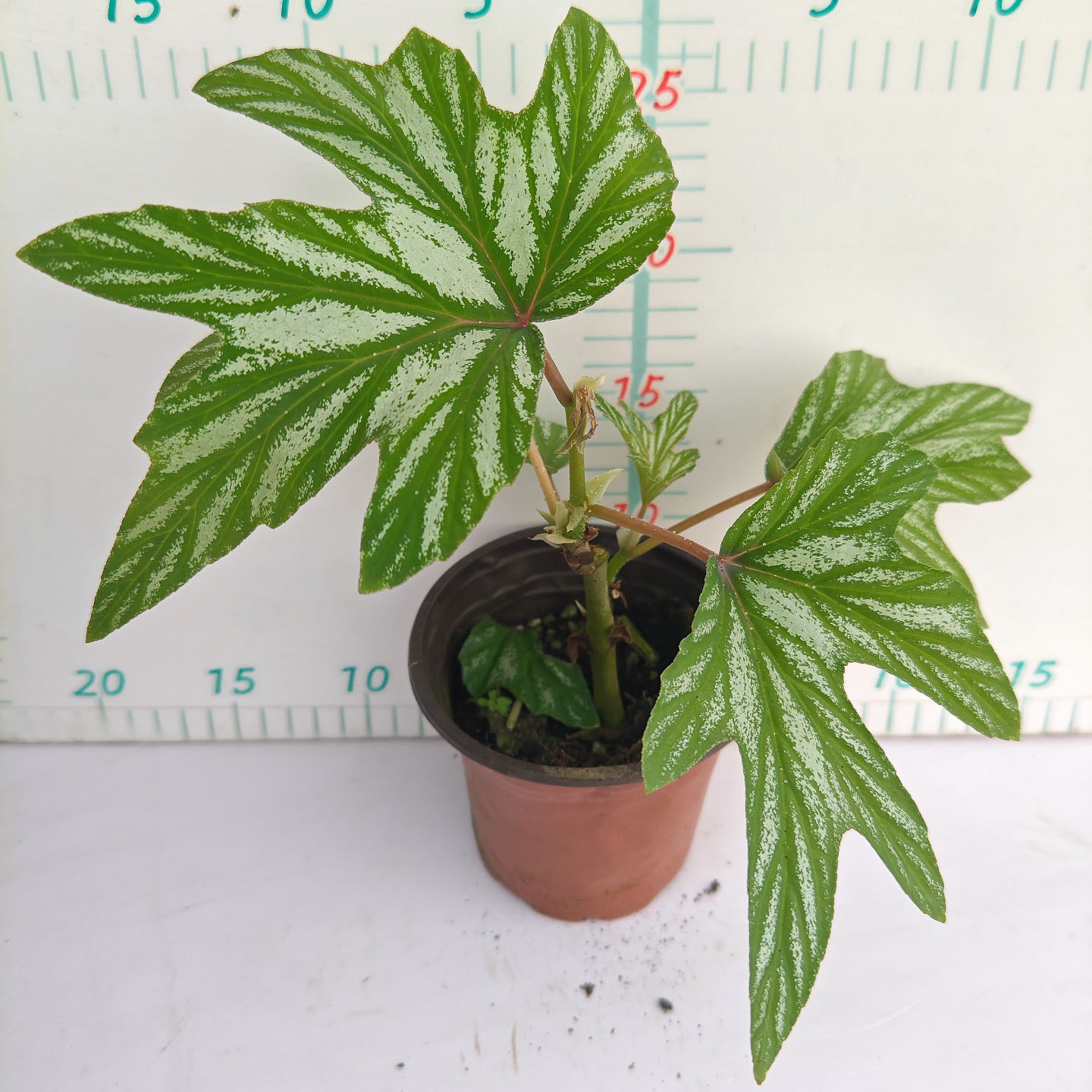 原種烏頭120#3-4葉