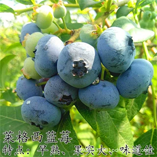 蓝莓苗盆栽南方北方四季阳台水果树种植庭院各种果树果苗当年结果