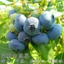 南方北方四季种植果苗