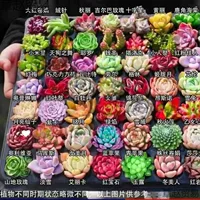 Оптовые горшки для суккулентов, маленькие горшки для суккулентов в продаже, распродажа, редкие горшки для суккулентов.