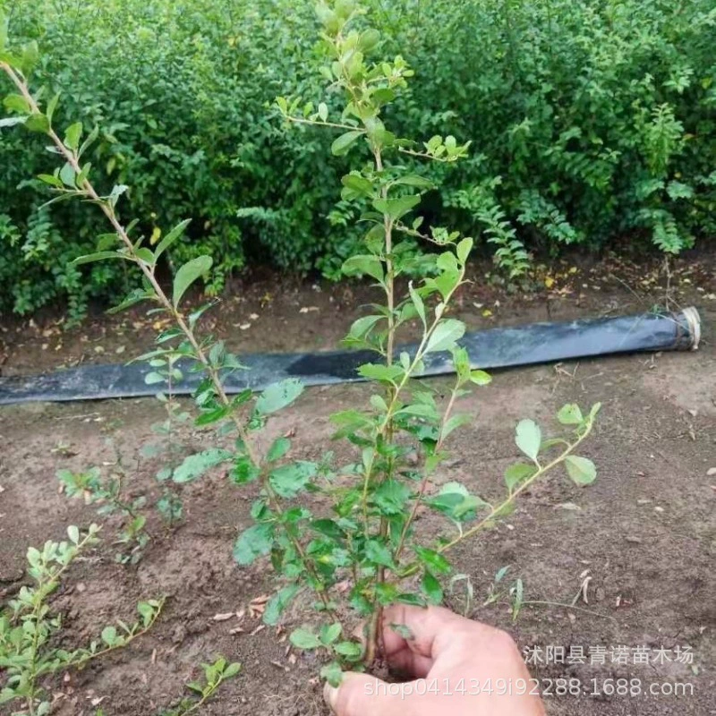 Прямые продажи с базы: саженцы лимонника лимонного, живые изгороди из лимонника лимонного, вечнозеленые круглые, полосатые, для посадки в грунт, сферические.