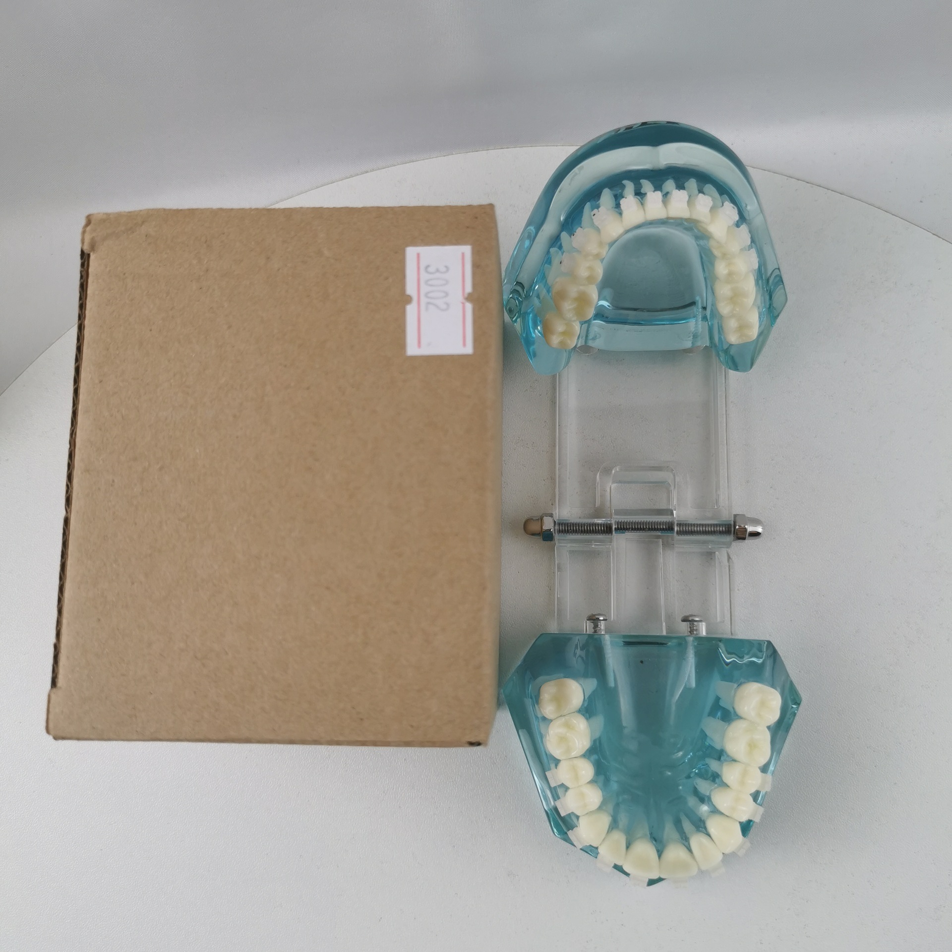 M3002陶瓷托槽演练牙齿模型