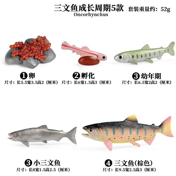 5 sets of KZ brown salmon growth cycle
