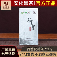 安化黑茶 華萊健荷香茯磚茶2kg官網金花禮品茶華萊健廠家直銷