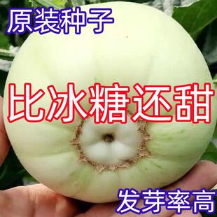 Japanese Sweet Melon Seeds Extra Large Authentic White Seeds Spring All Year Round Fruit Seeds Super Sweet Melon Seeds
