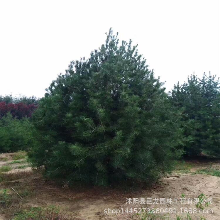 3米白皮松观赏树规格全 2 3 4 5 6米高白皮松树苗带营养钵工程苗