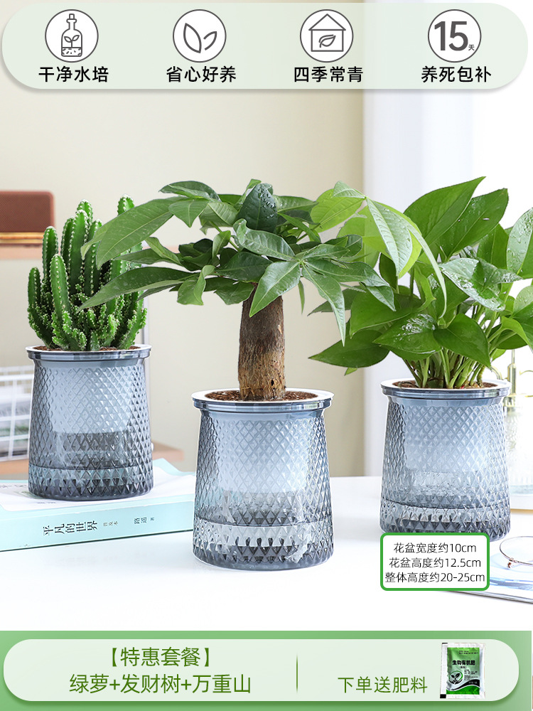 [특가 패키지] 포토스 + 머니트리 + 완중산