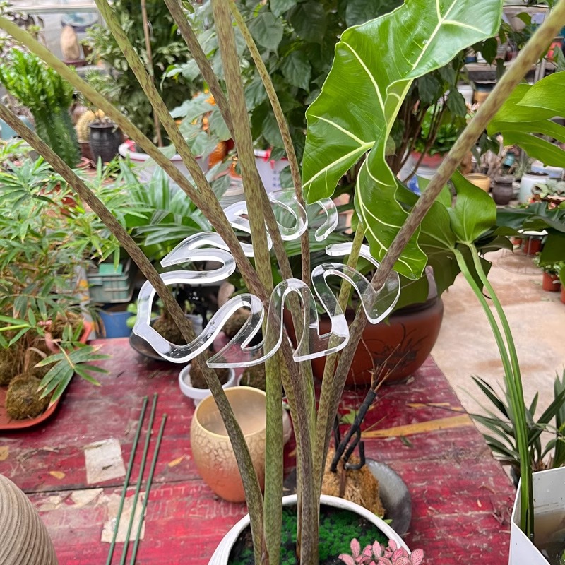 Anti-dropping artefacto de planta transparente fijador de tallo de flor rama dispositivo de colapso floral en maceta soporte de tortuga espalda clip de bambú