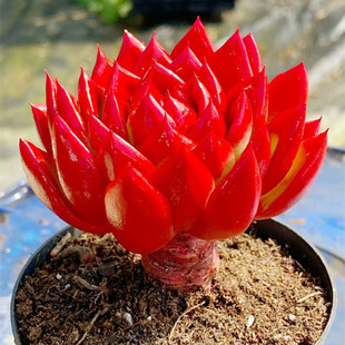 �t�����ֲ����Ʒ���^�҃��̨���B��ƷȤζ���ԾGֲ���ܷN�ýM��