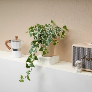 ѩ�������������ձ����M�҃����̨ͥԺ���@�Gֲ�\�����B�^�~����