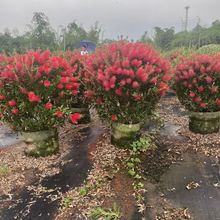 福建红千层基地美花串钱柳农户批发盆景阳台观赏植物绿植阳台植物