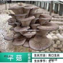 ֲ�@���BͰ������N���SĢ��Ǿ��˷N���u����Ģ���Nֲ��ʳ��