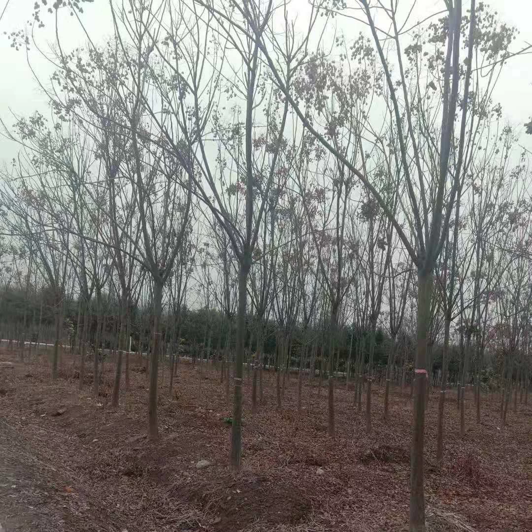 Дерево Лань Хуаншань Саженцы дерева Лань оптом Саженцы дерева Лань Цзянси Дерево Лань 5cm Дерево Лань 10cm Дерево Лань