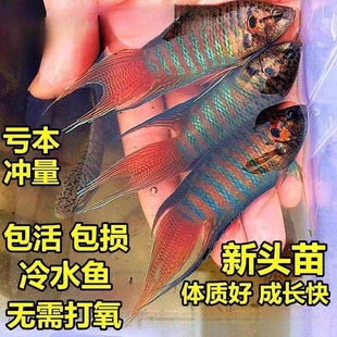 -�ȿ��B��ˮ�����Ї����~�PƤ�z�����~��Ƥ�ŵ�ˮ�~���B�û��~